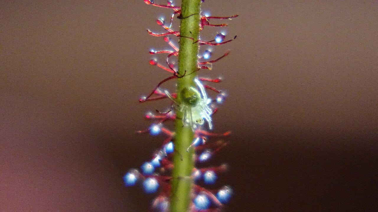 Drosera filiformis (Thread-leaved Sundew)