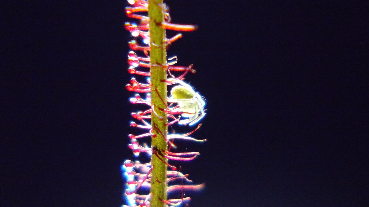 Drosera filiformis (Thread-leaved Sundew)