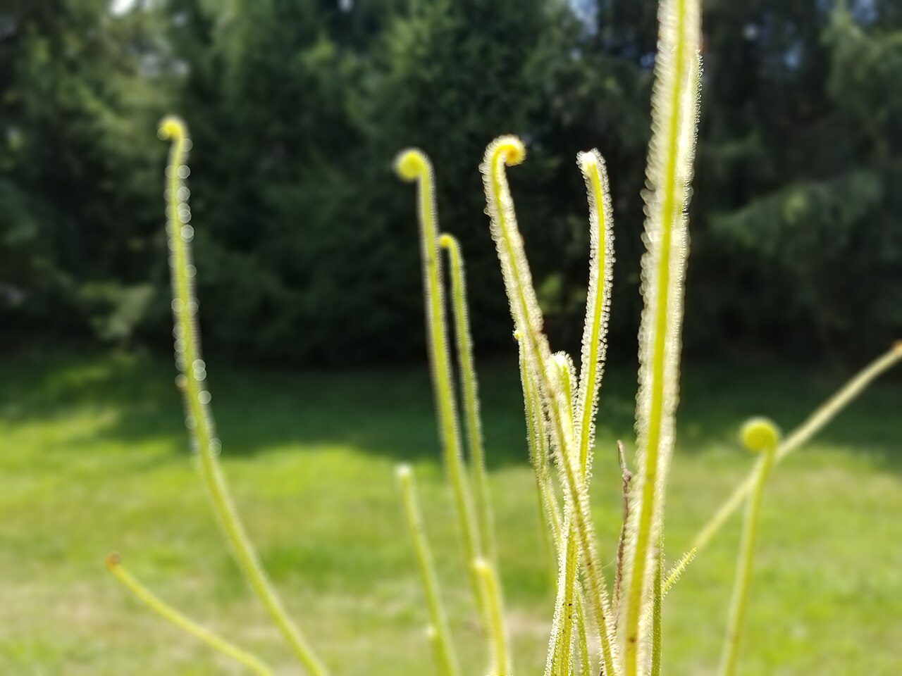 Drosera filiformis (Thread-leaved Sundew)