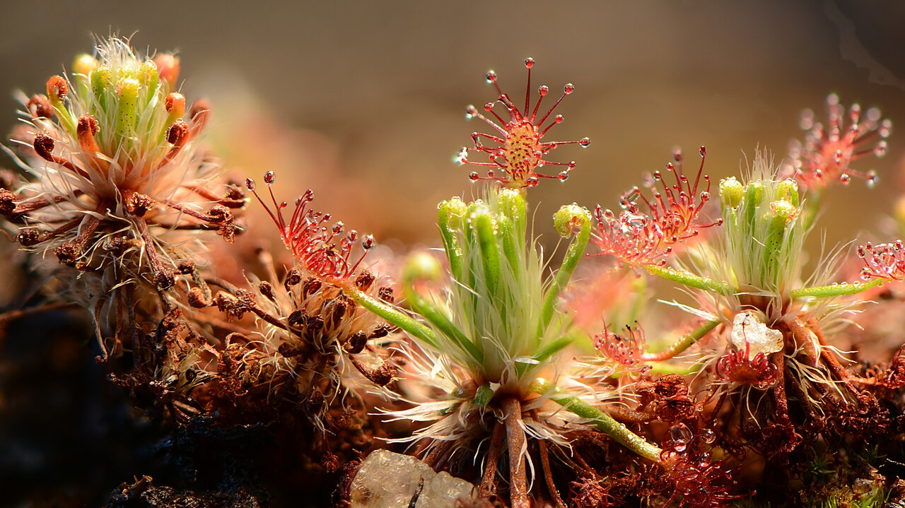 Drosera meristocaulis