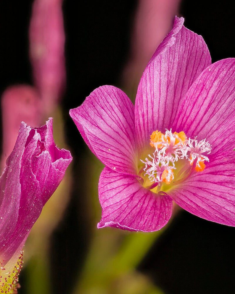 Drosera regia (King Sundew) — #BT-LOG-2169