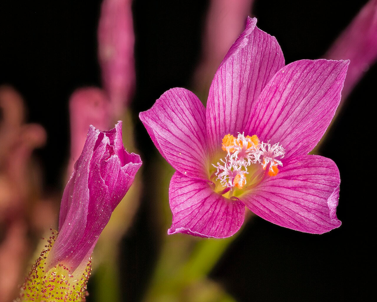 Drosera regia (King Sundew)