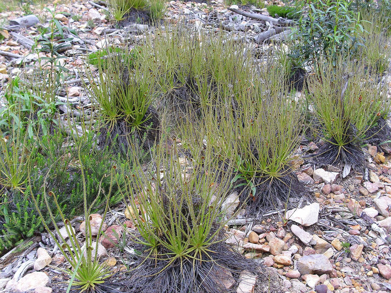 Drosophyllum lusitanicum (Established Specimen)
