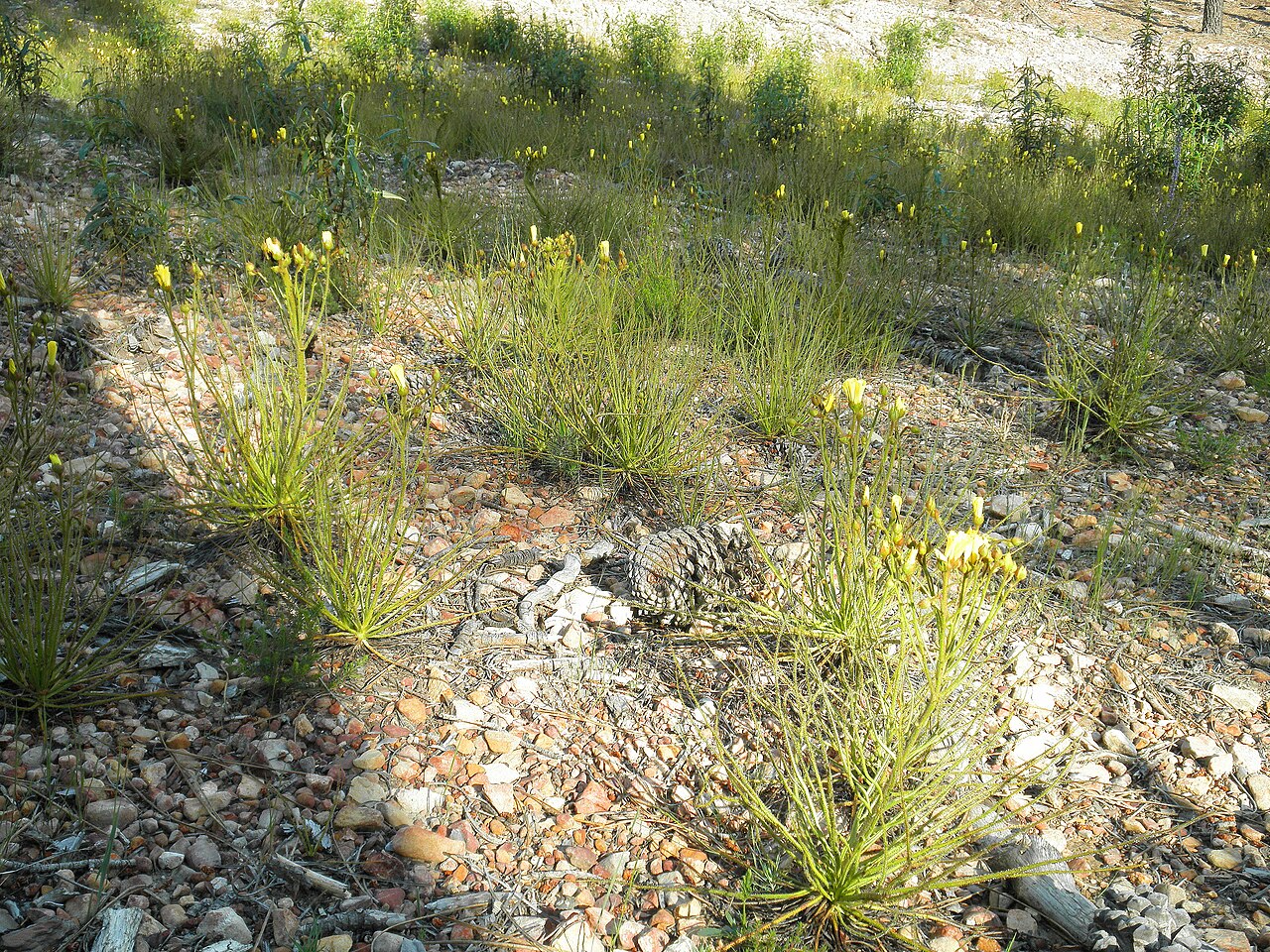 Drosophyllum lusitanicum (Established Specimen)
