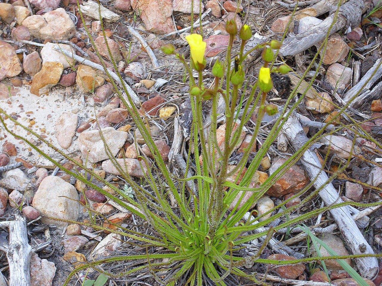 Drosophyllum lusitanicum (Dewy Pine)