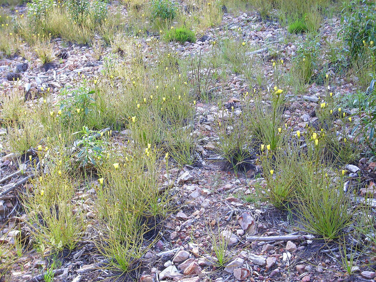 Drosophyllum lusitanicum (Spain Form)