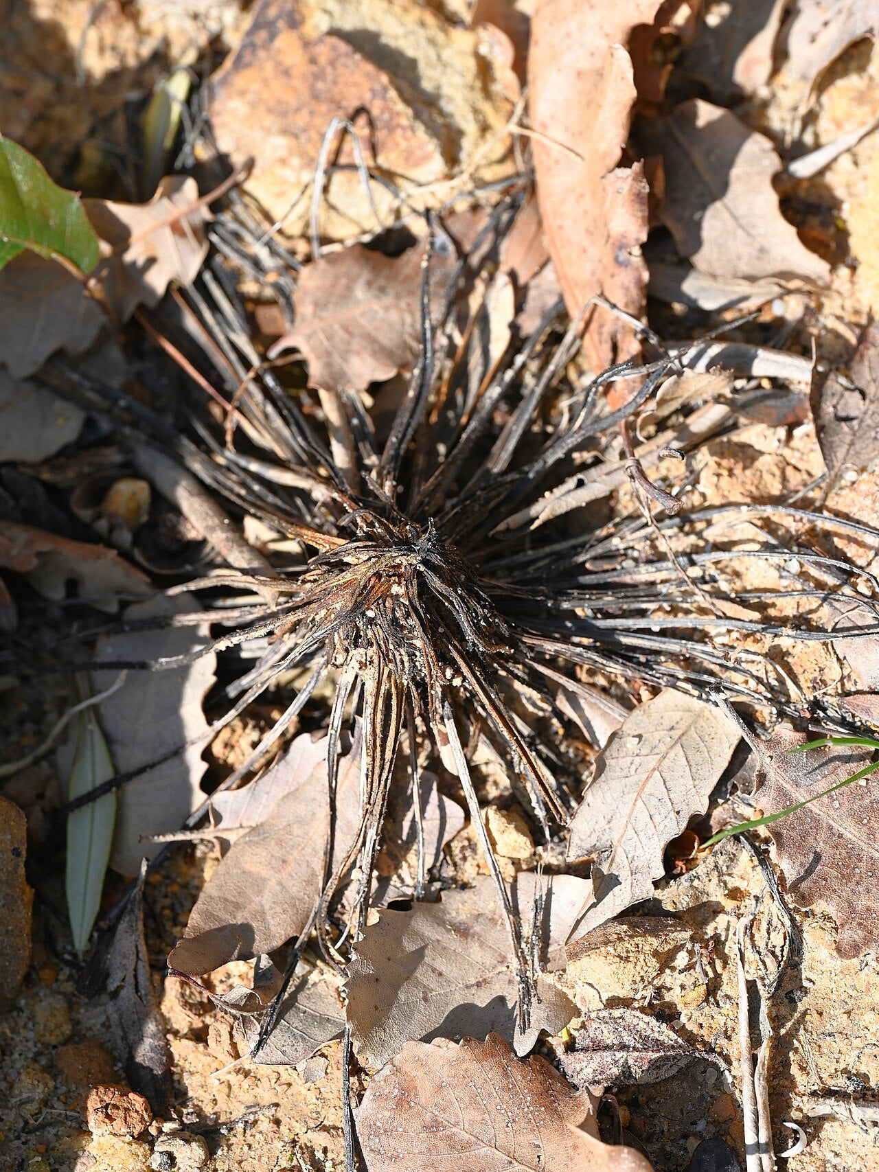 Drosophyllum lusitanicum (Dewy Pine)