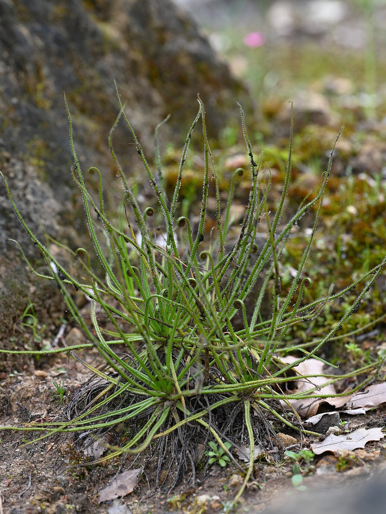 Drosophyllum lusitanicum (Dewy Pine)