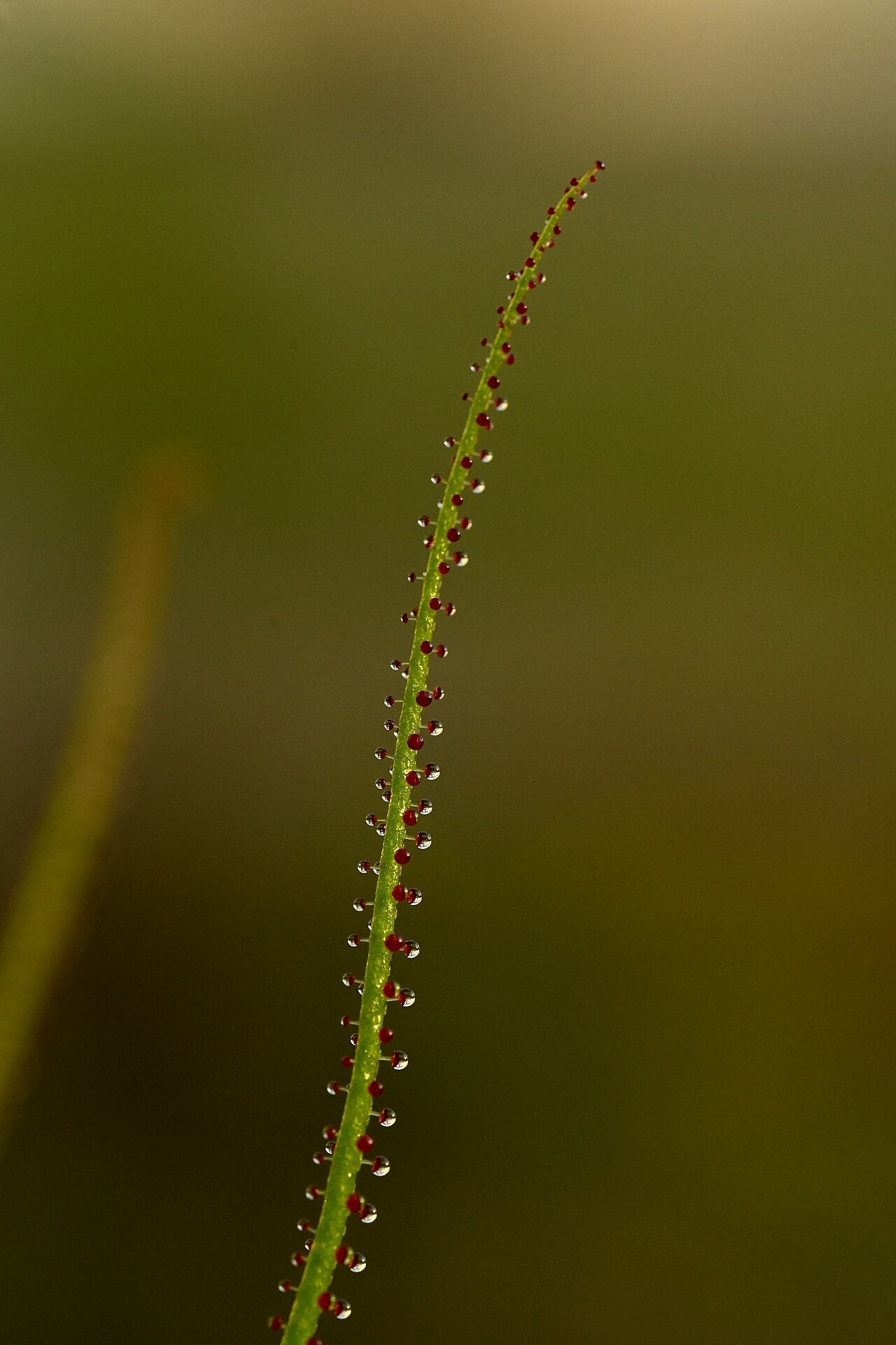 Drosophyllum lusitanicum (Established Specimen)