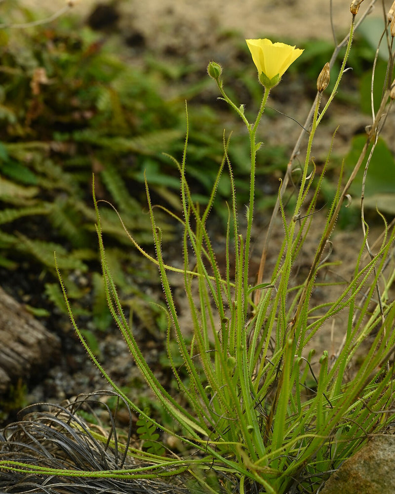 Drosophyllum lusitanicum (Starter Kit) — #BT-LOG-5289