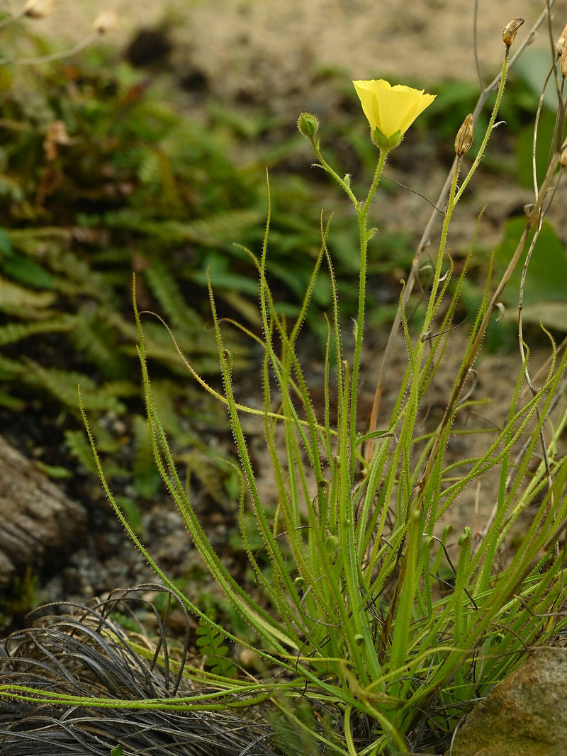 Drosophyllum