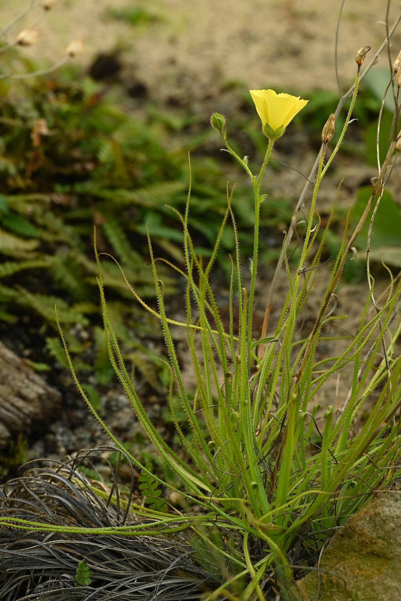 Drosophyllum lusitanicum (Spain Form)