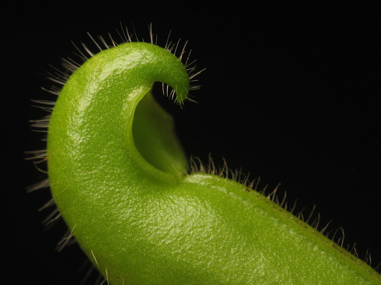 Heliamphora tatei
