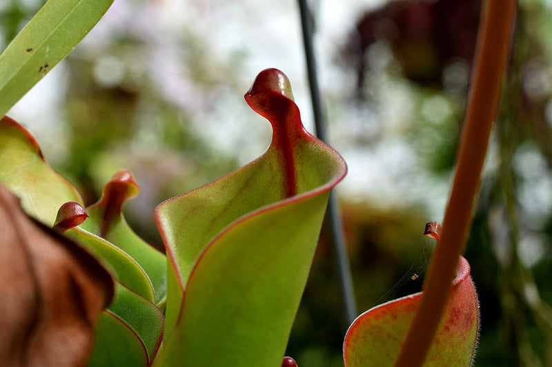 Heliamphora pulchella — #BT-LOG-1449