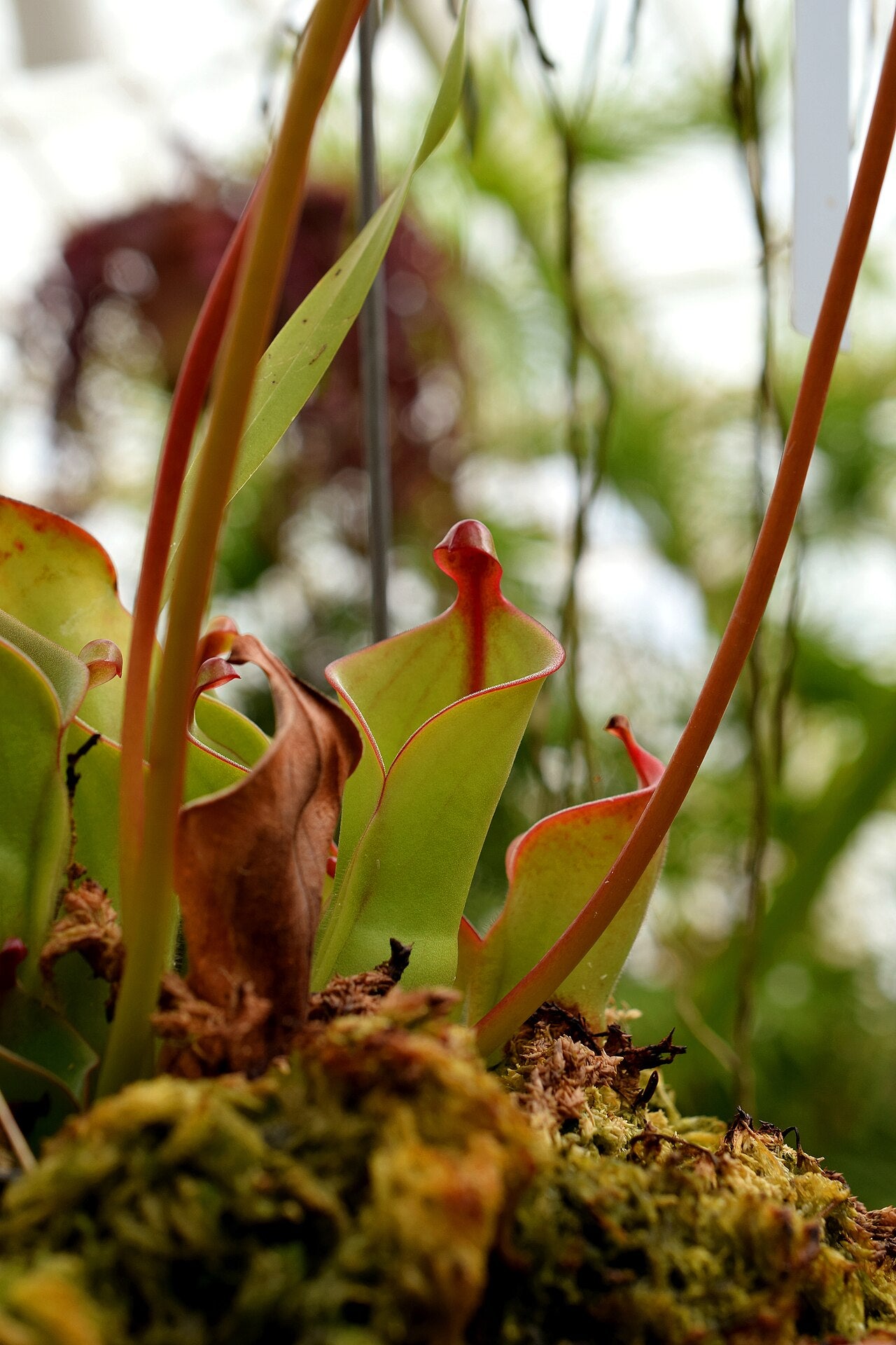 Heliamphora pulchella