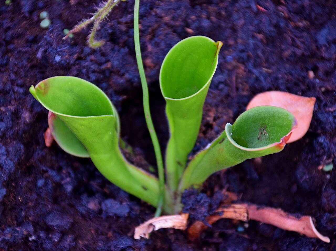 Heliamphora heterodoxa
