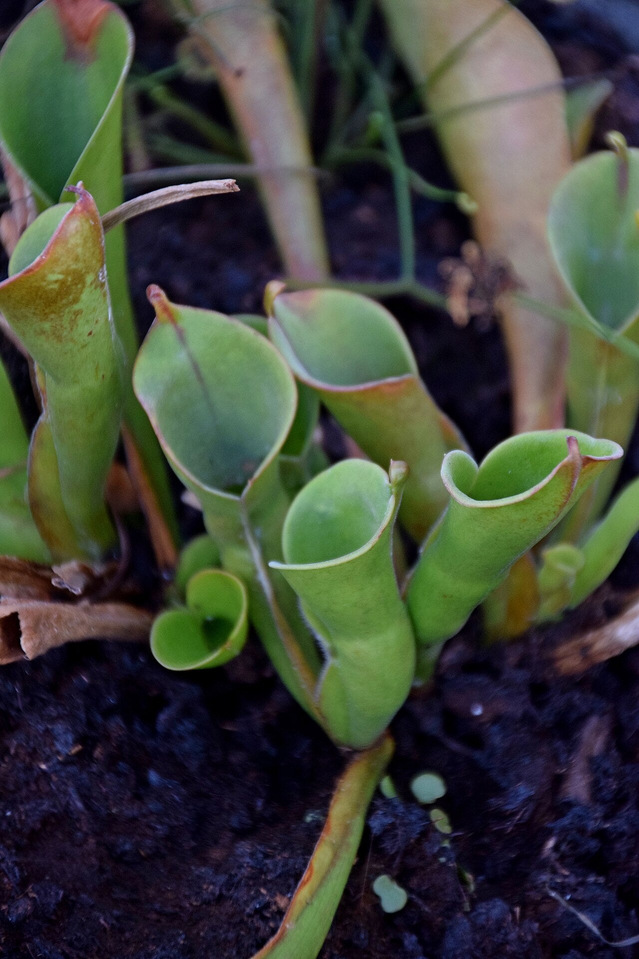 Heliamphora heterodoxa