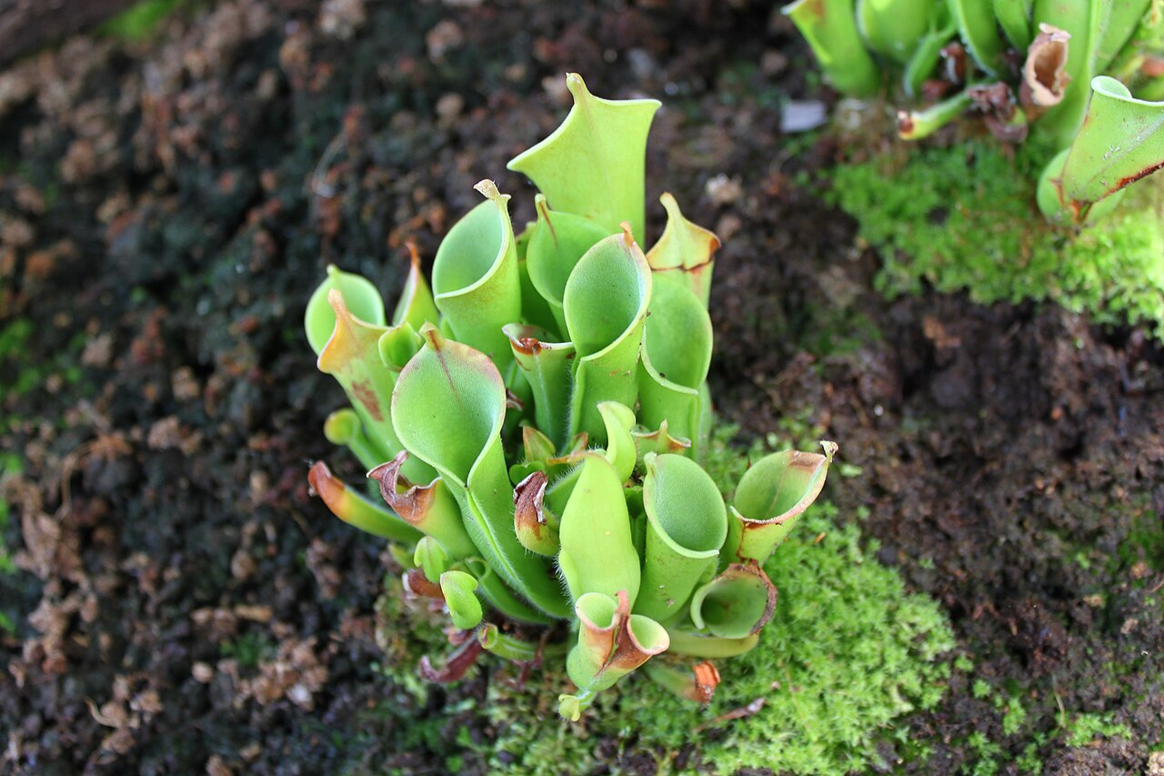 Heliamphora minor (Auyan Tepui)