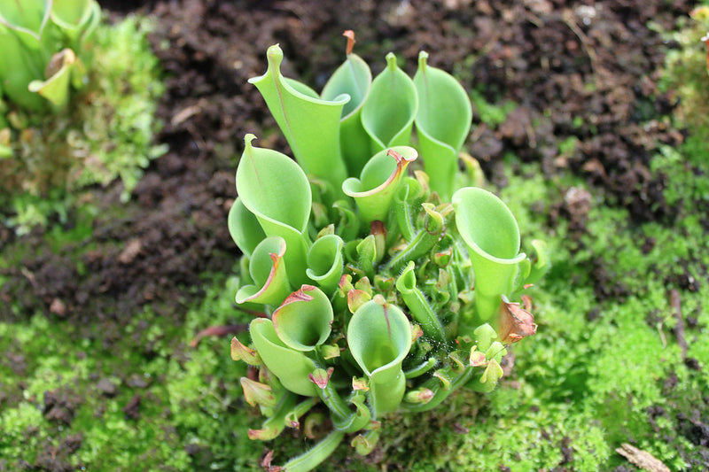 Heliamphora heterodoxa — #BT-LOG-0473
