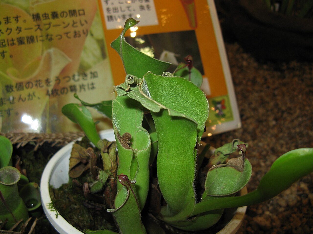 Heliamphora minor (Auyan Tepui)