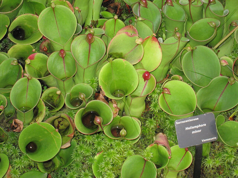 Heliamphora minor (Auyan Tepui) — #BT-LOG-8585