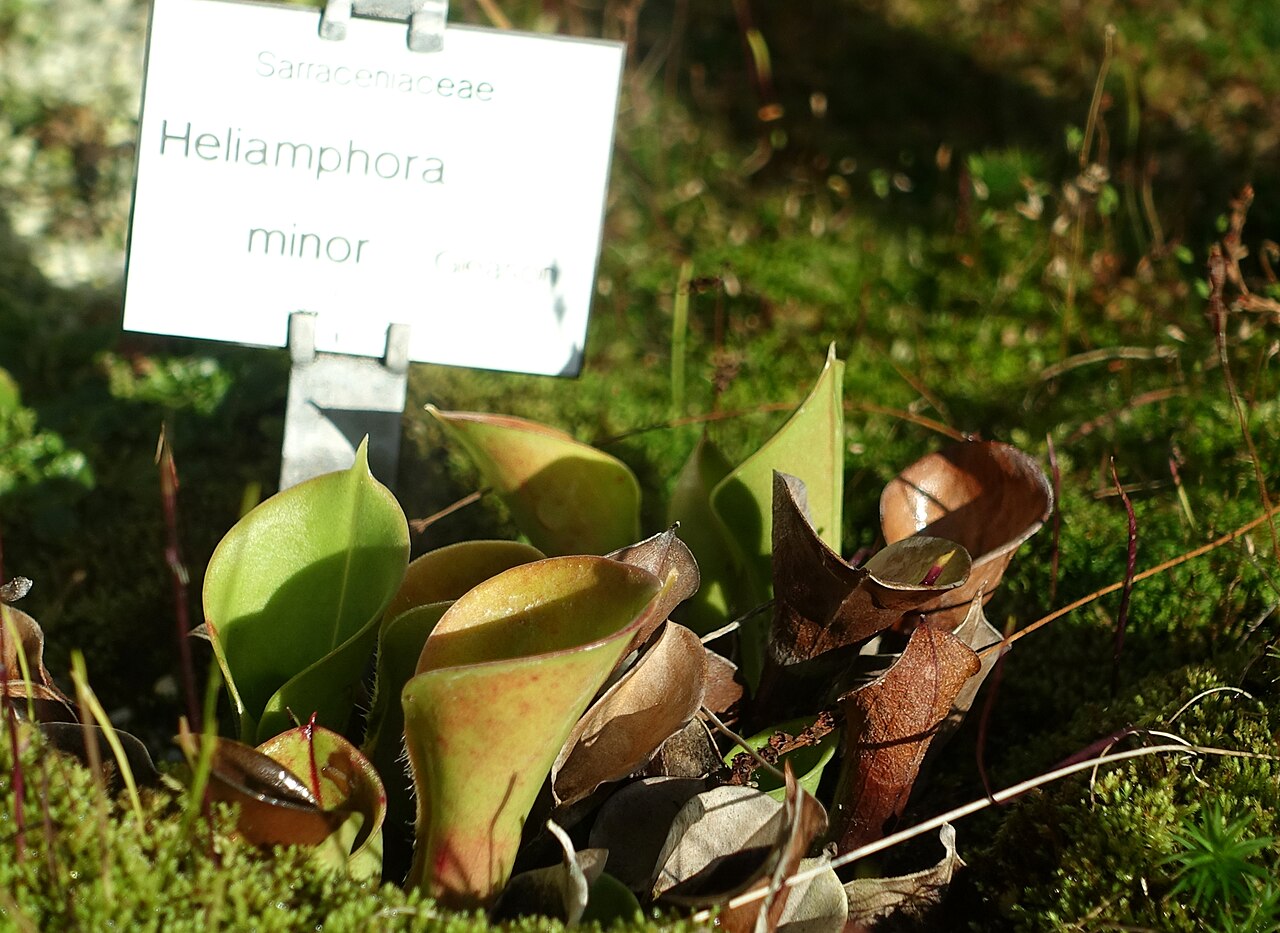 Heliamphora minor (Auyan Tepui)