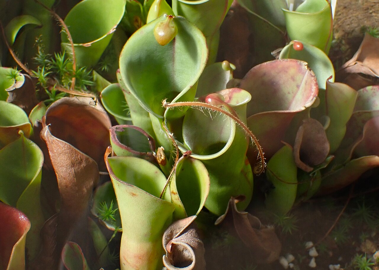 Heliamphora minor (Auyan Tepui)