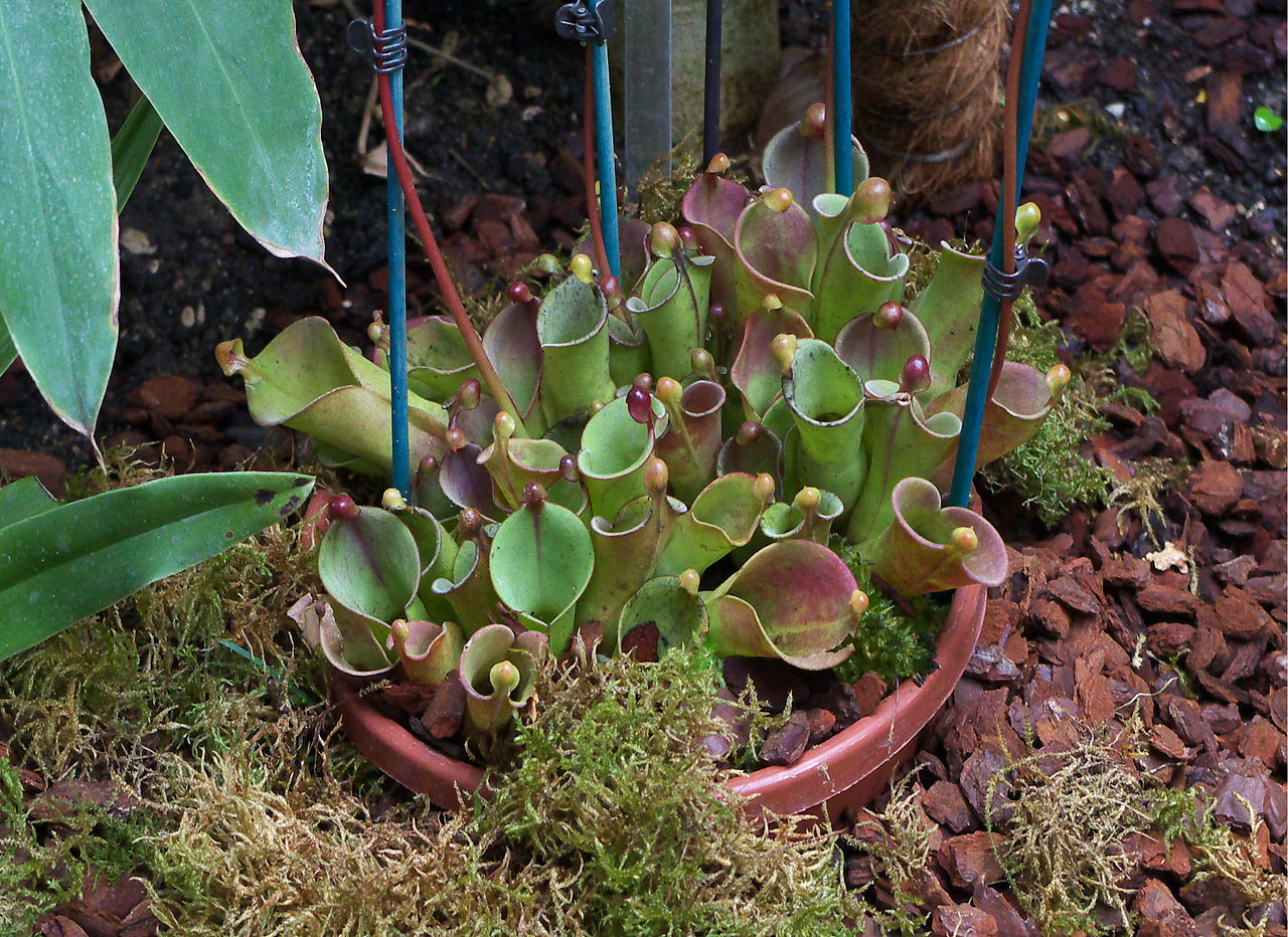 Heliamphora heterodoxa