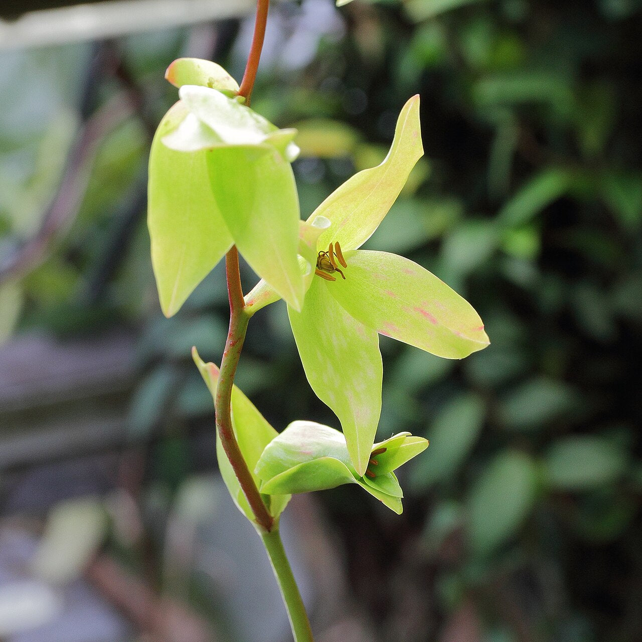 Heliamphora nutans