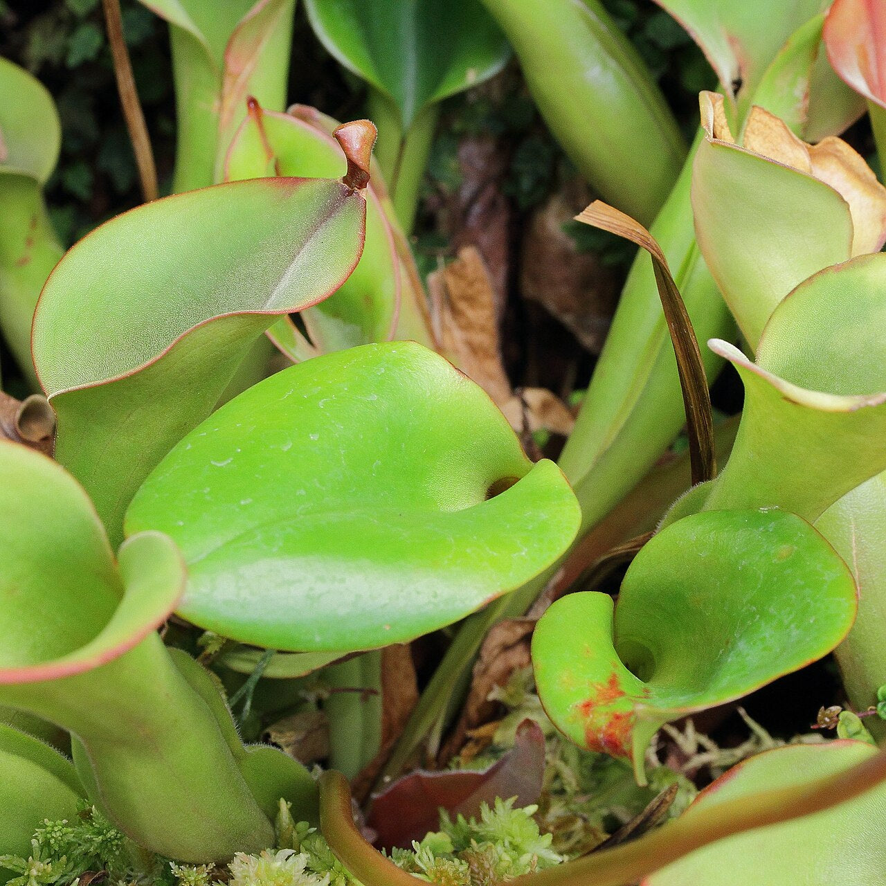 Heliamphora nutans