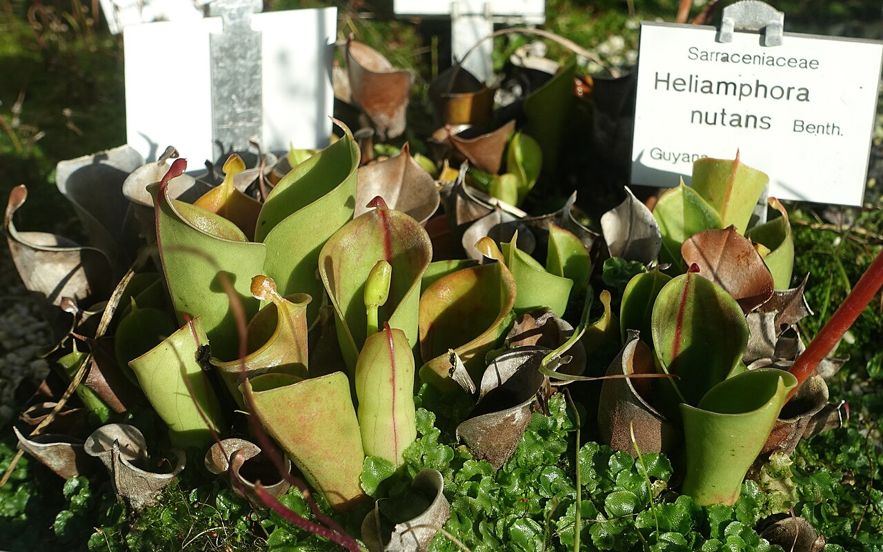 Heliamphora nutans