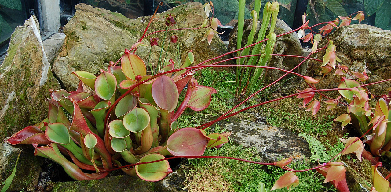 Heliamphora nutans