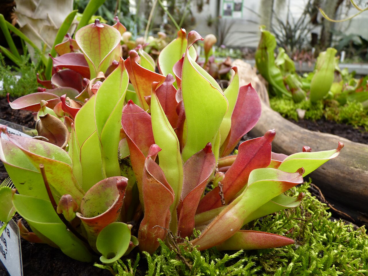 Heliamphora pulchella