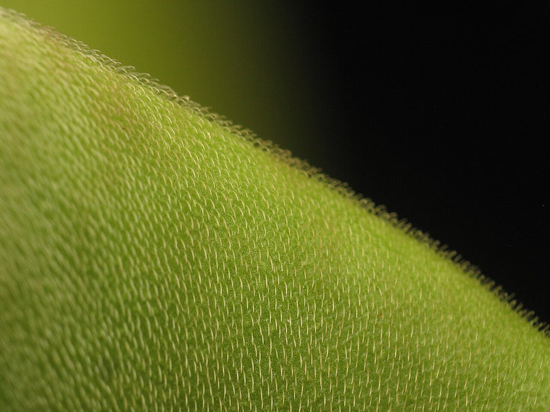 Heliamphora tatei — #BT-LOG-1273