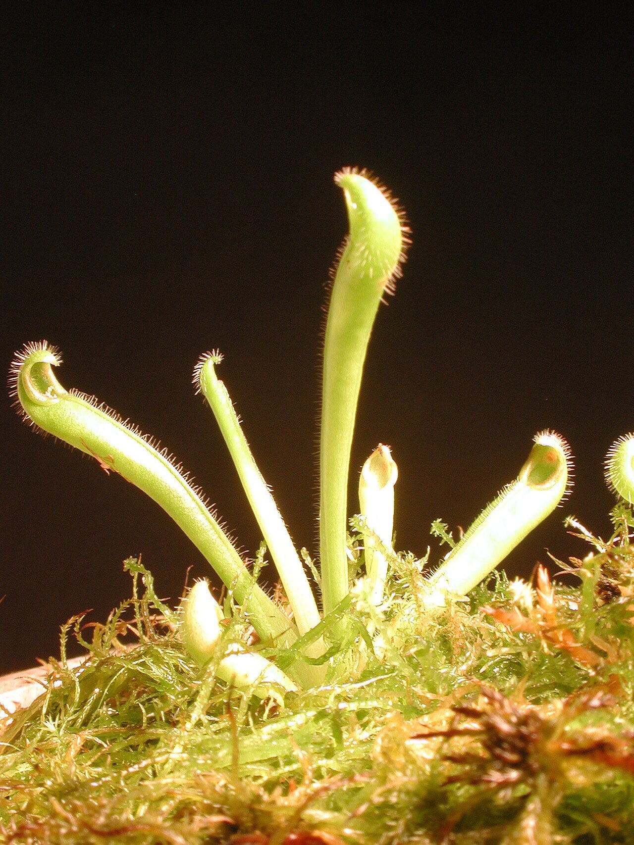 Heliamphora tatei