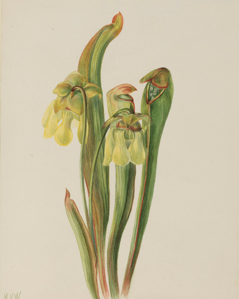 Sarracenia minor (Hooded Pitcher) — #BT-LOG-8953