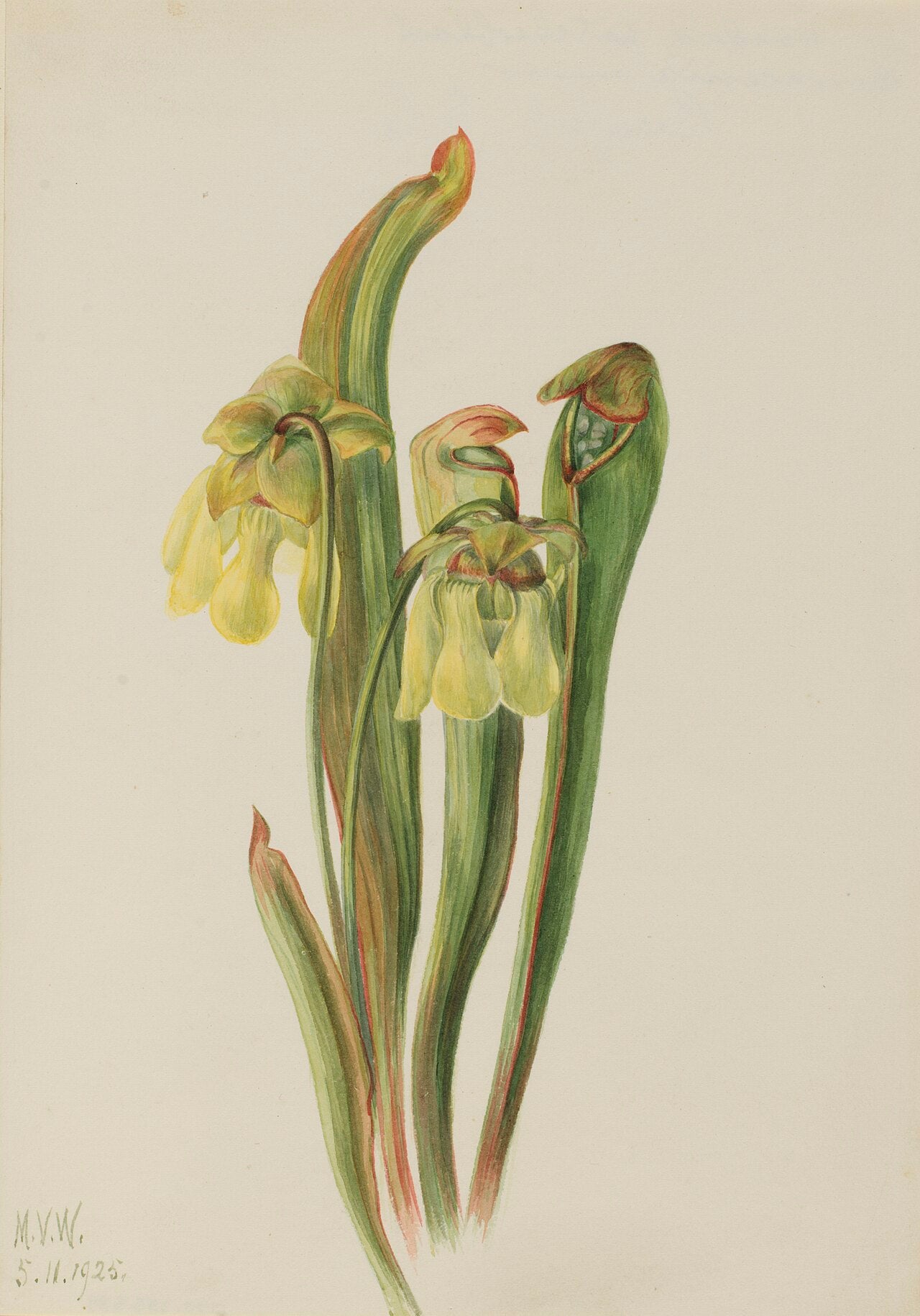 Sarracenia minor (Hooded Pitcher)
