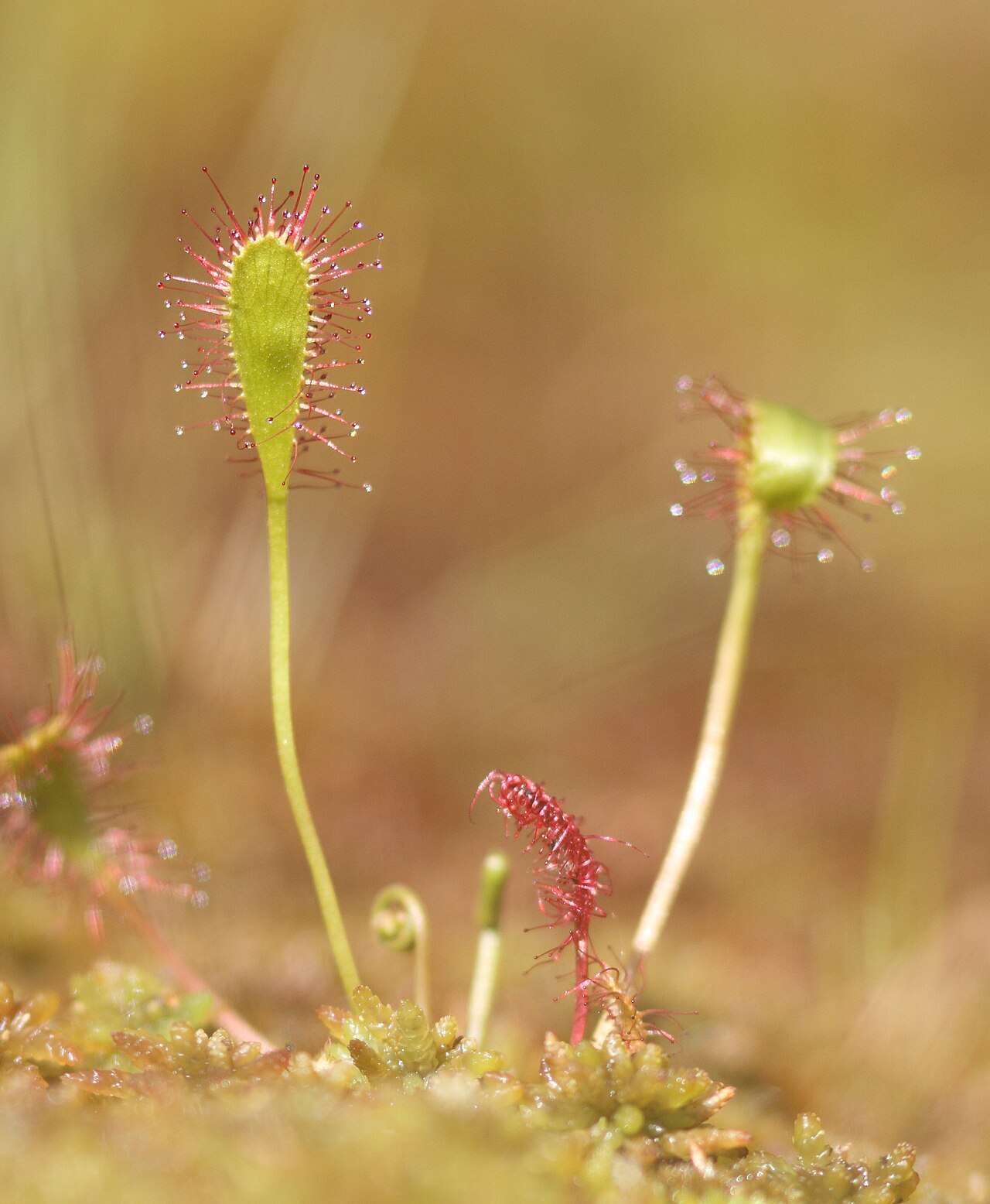Drosera anglica (Great Sundew)