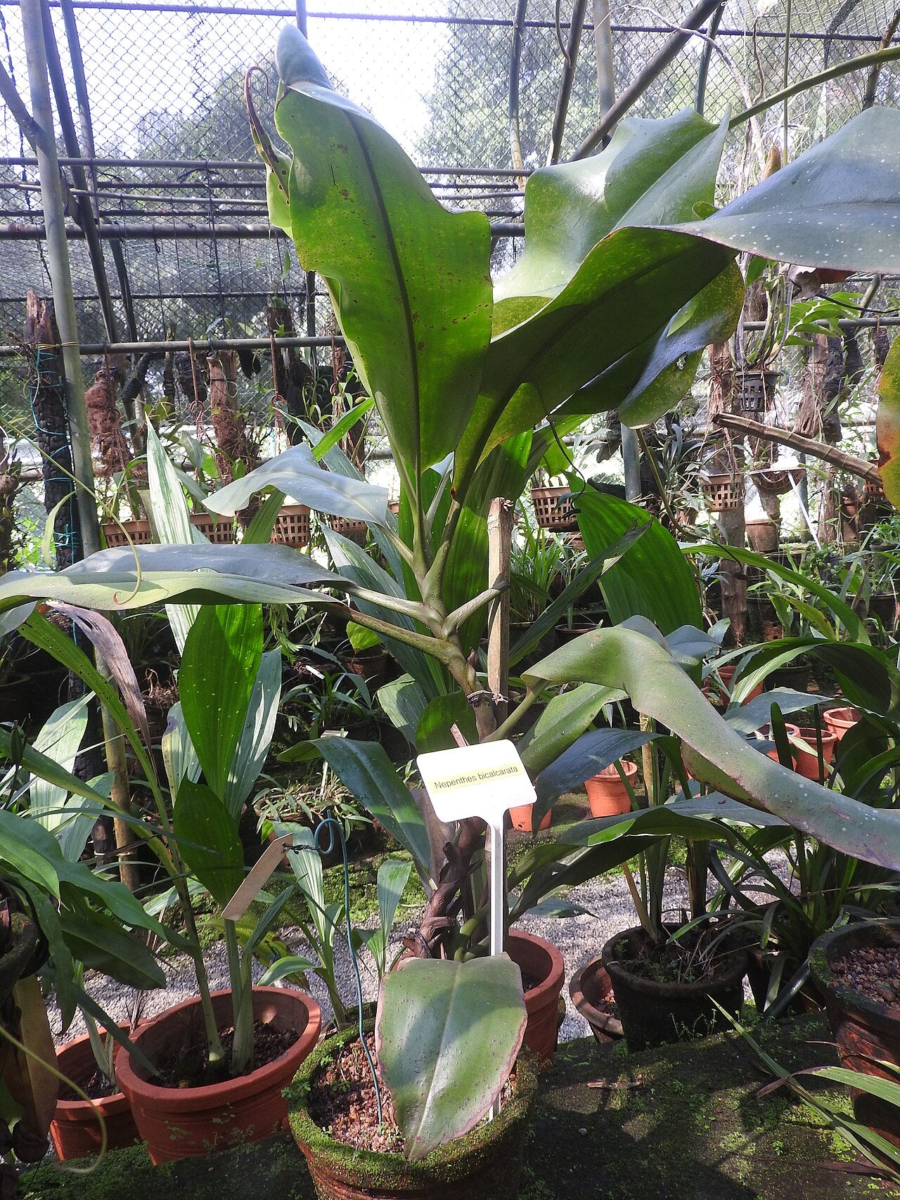 Nepenthes bicalcarata 'Red Flush'