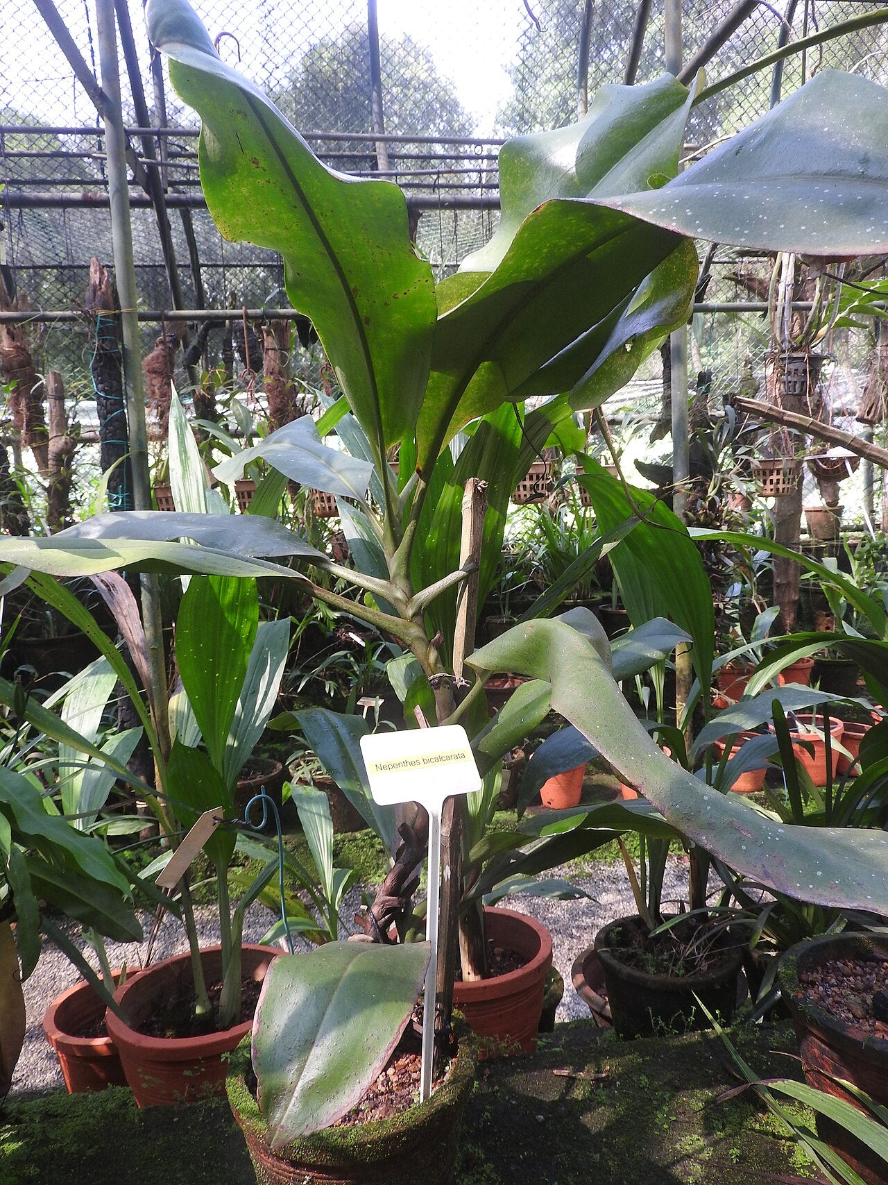 Nepenthes bicalcarata 'Red Flush'