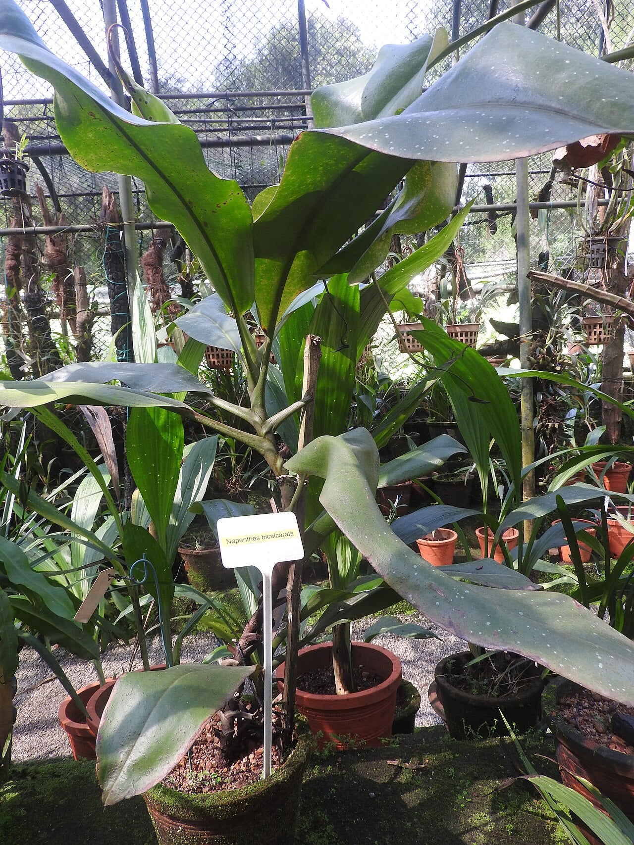 Nepenthes bicalcarata 'Red Flush'