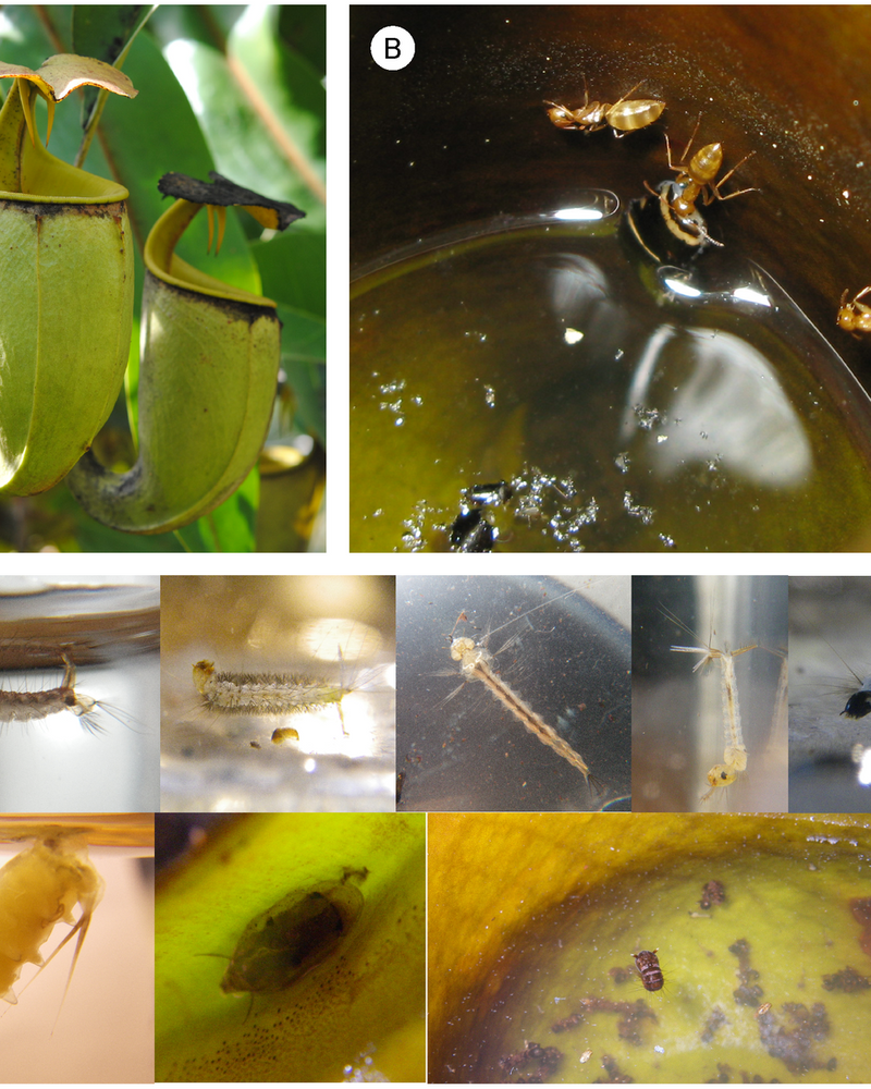 Nepenthes bicalcarata 'Red Flush' — #BT-LOG-0457
