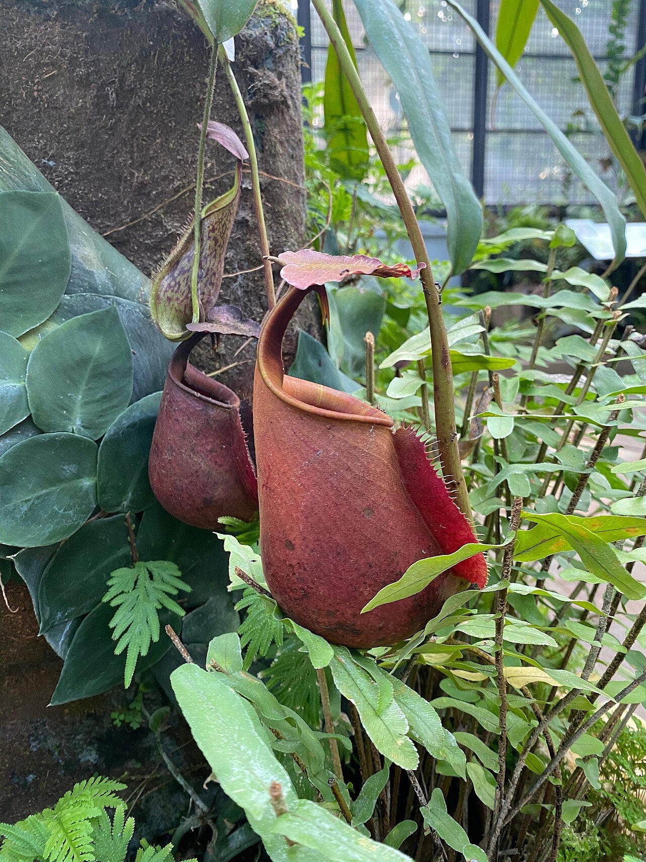 Nepenthes bicalcarata 'Fanged'