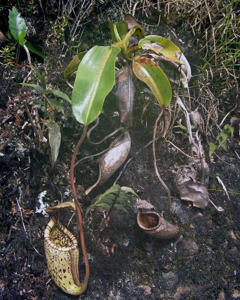Nepenthes burbidgeae — #BT-LOG-4921