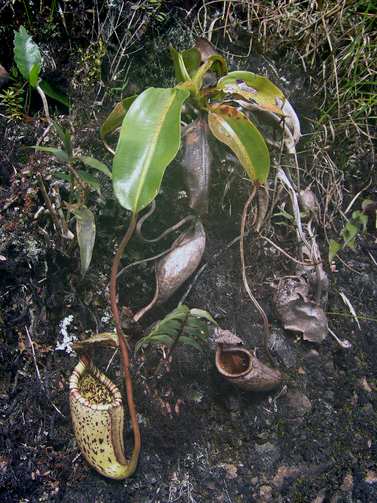 Nepenthes burbidgeae