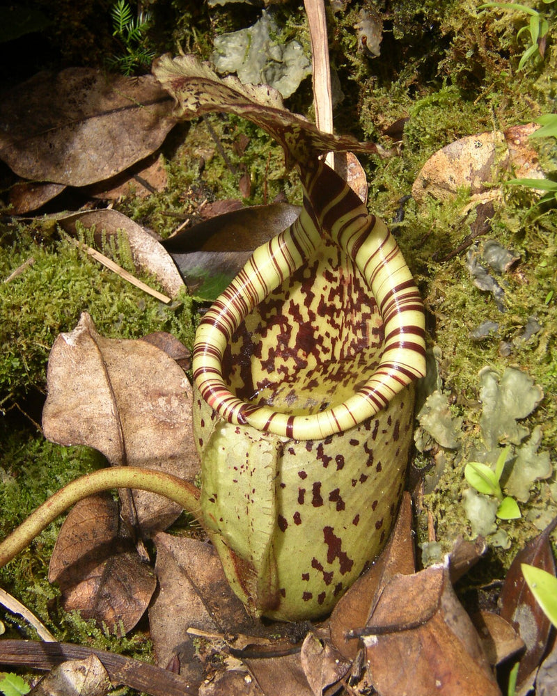 Nepenthes burbidgeae — #BT-LOG-0281
