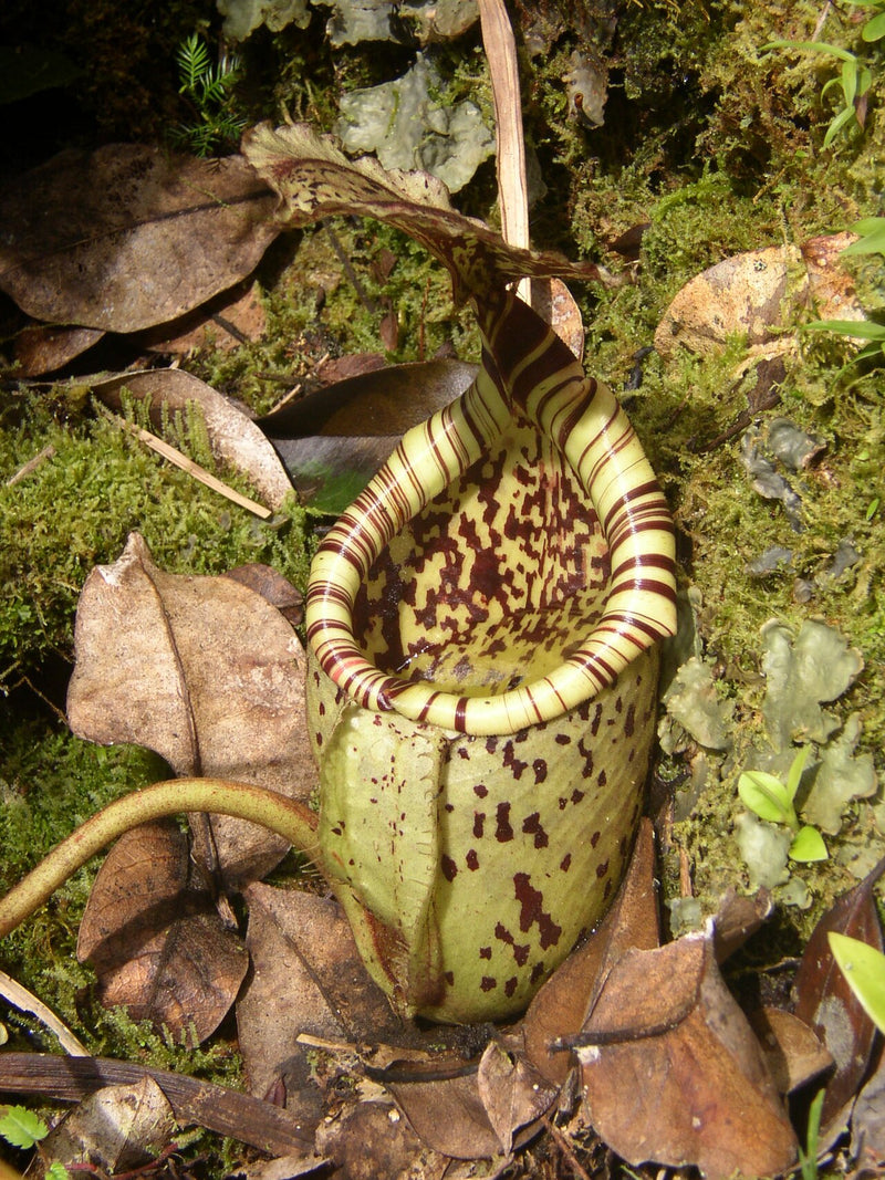 Nepenthes — Highland