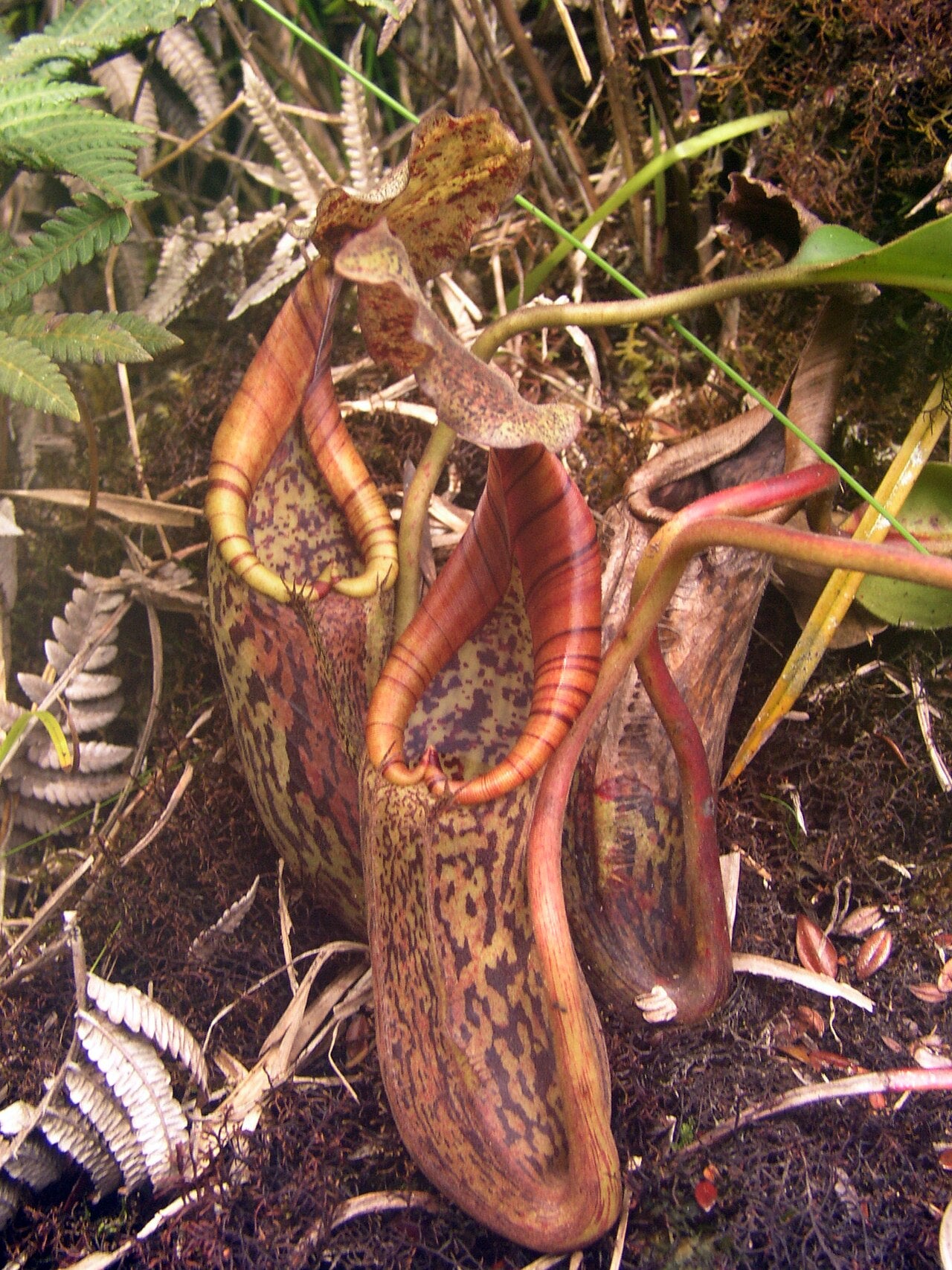 Nepenthes burbidgeae