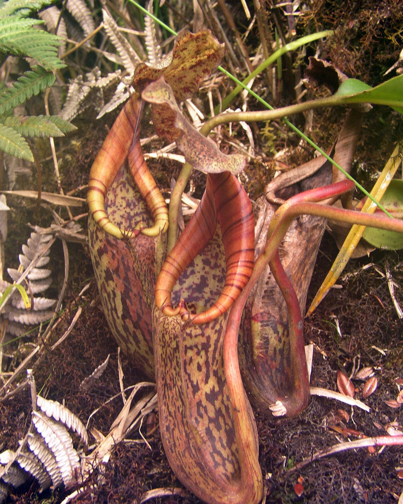 Nepenthes burbidgeae x edwardsiana — #BT-LOG-2793