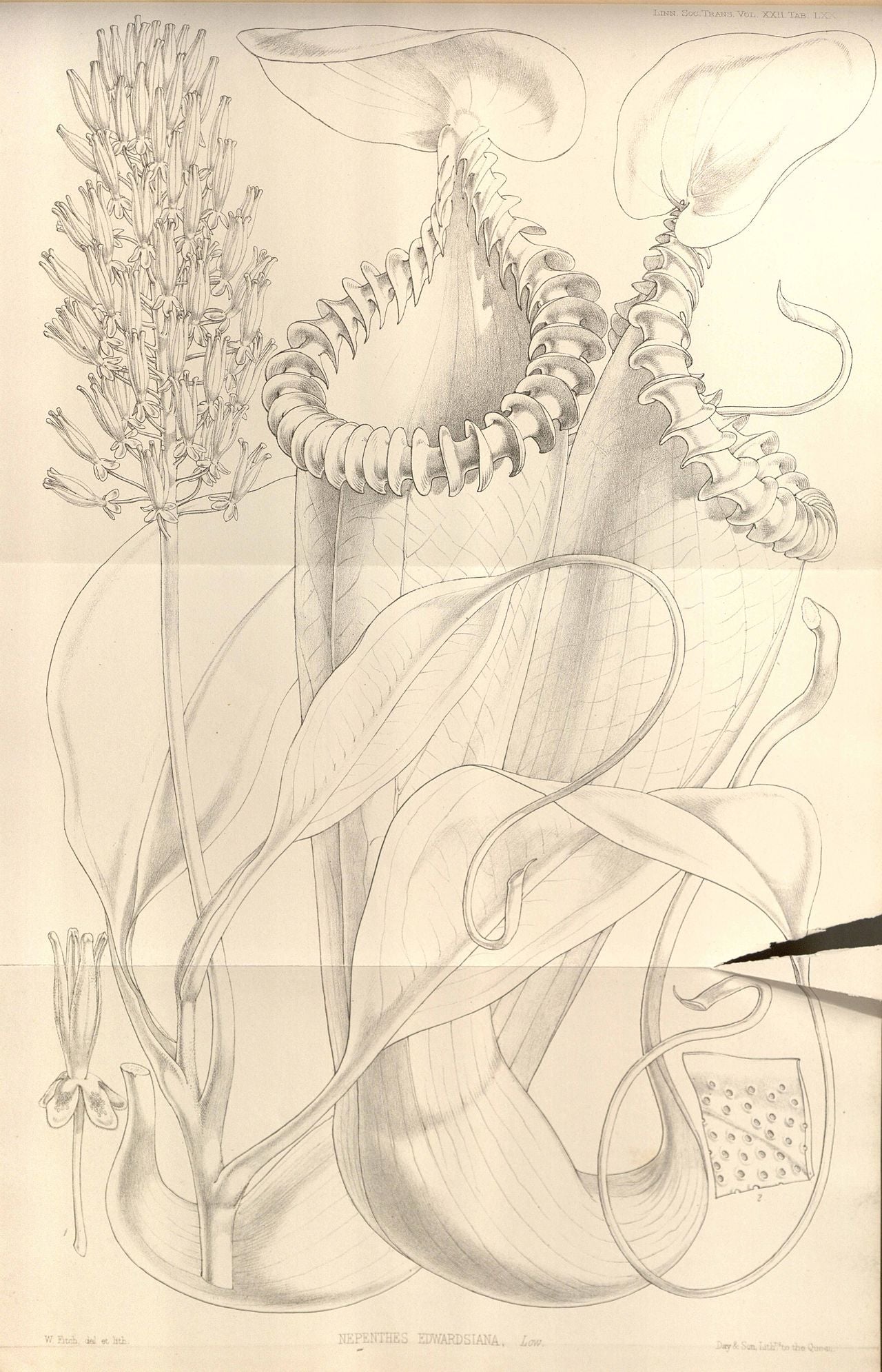 Nepenthes edwardsiana (Kinabalu Form)